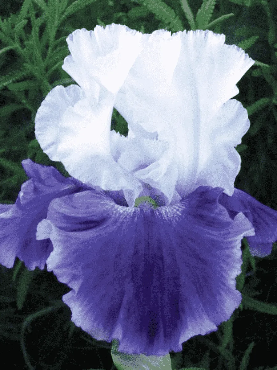 Ирис германский Snow Mound