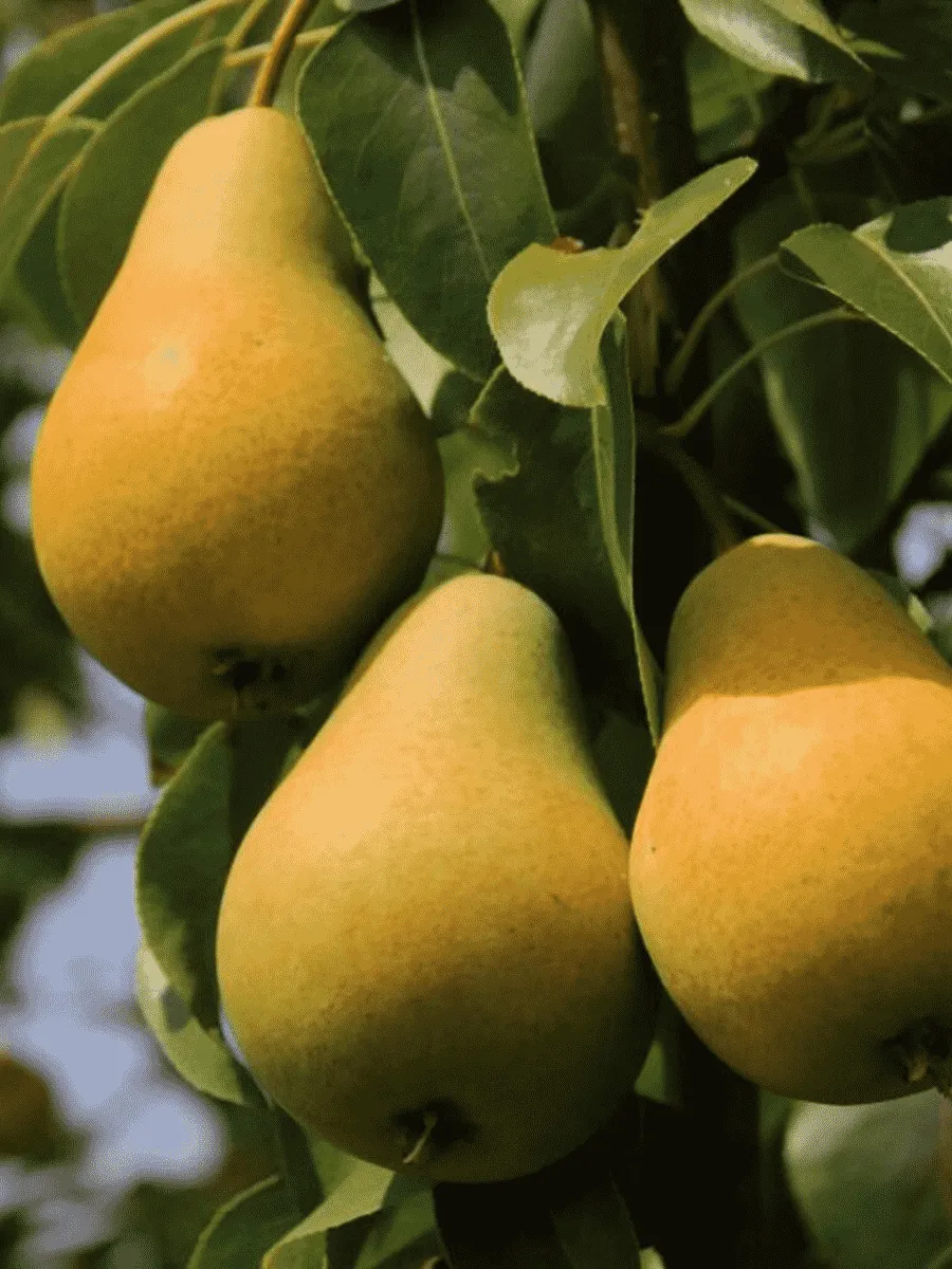 Груша Москвичка Груша Москвичка