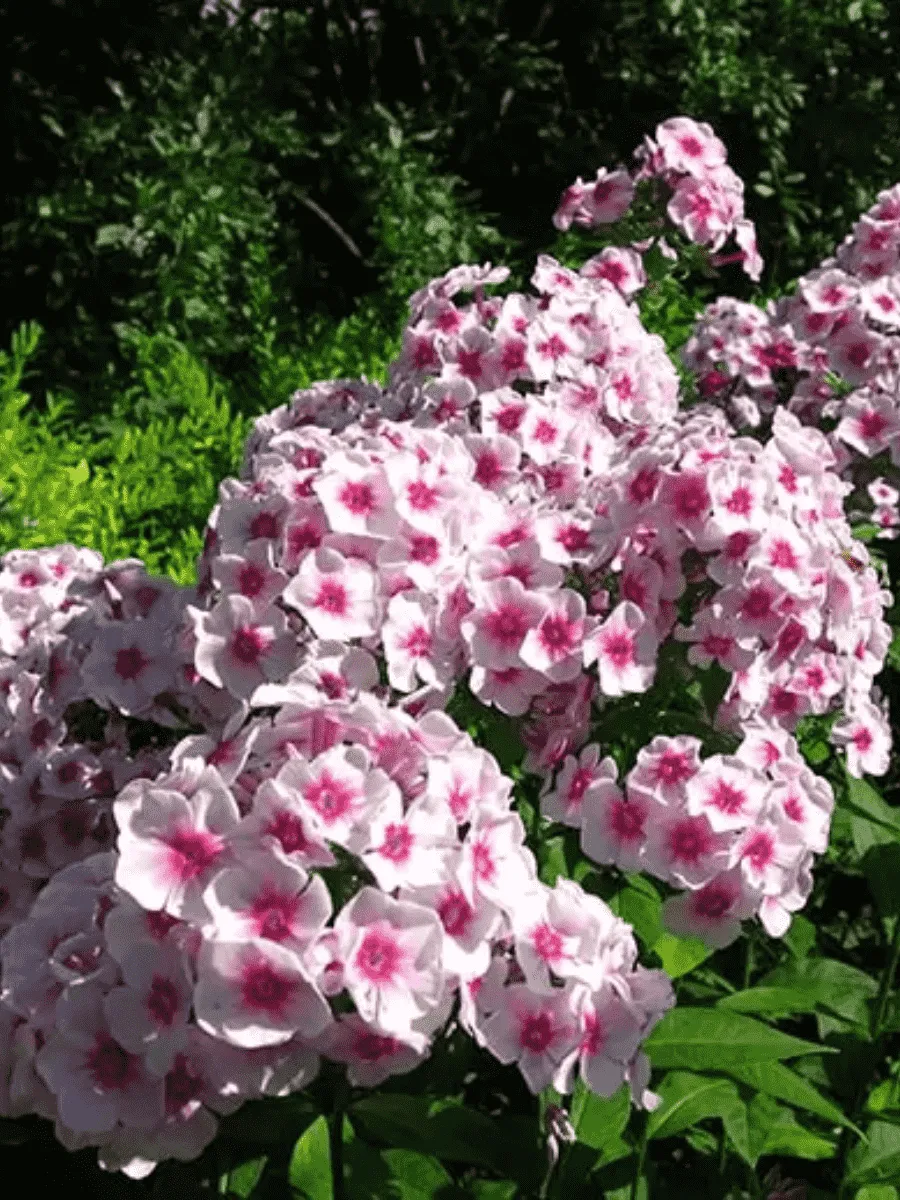 Флокс метельчатый Румяный