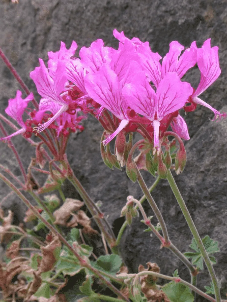 Пеларгония эндлихера Пеларгония эндлихера