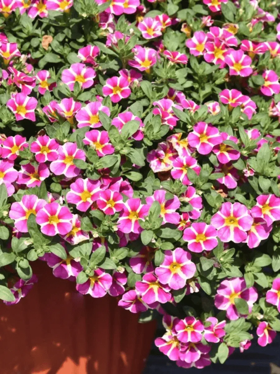 Калибрахоа Calita Compact Pink Star