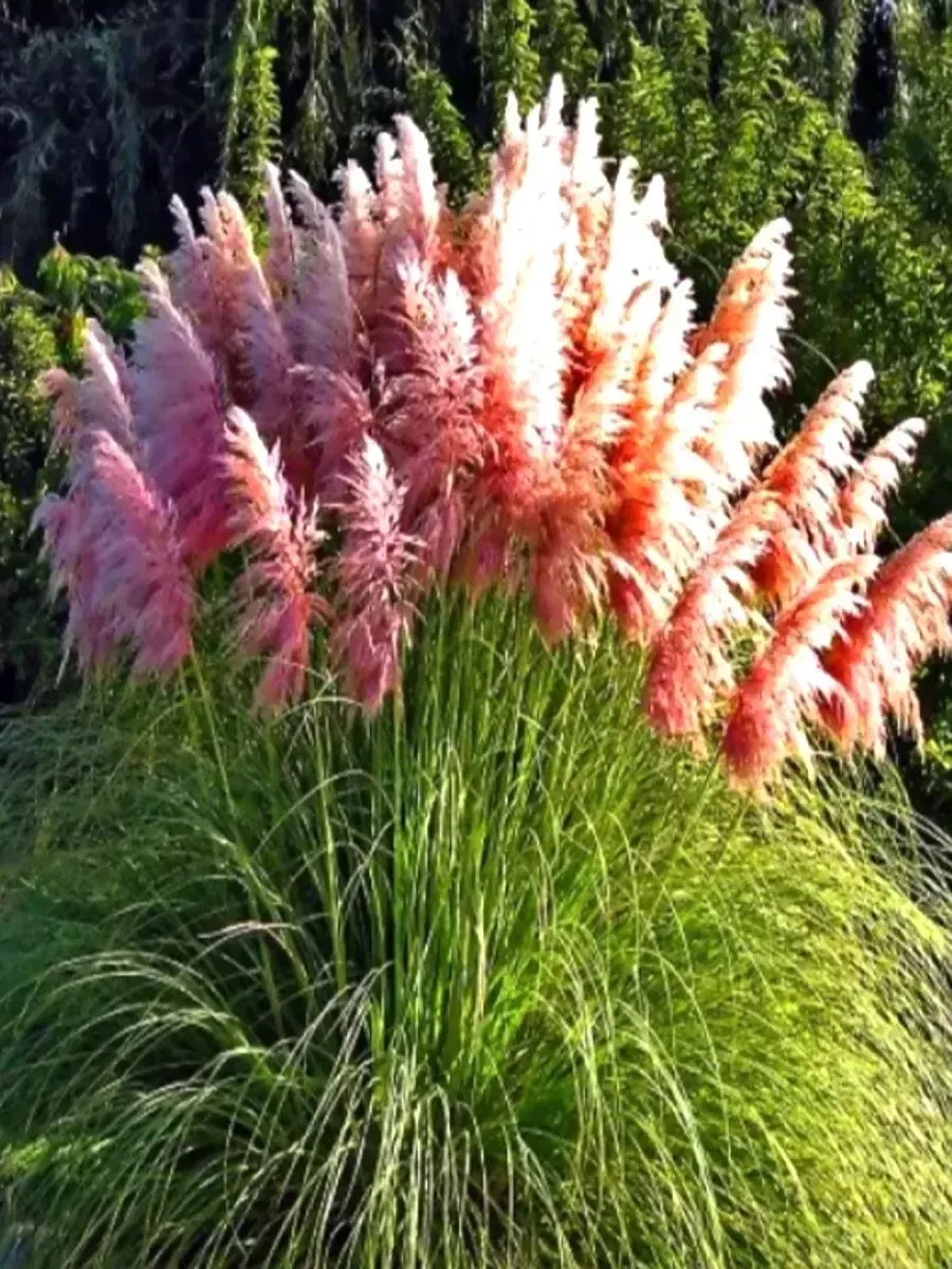 Кортадерия Cелло Rose Plume Кортадерия Cелло Rose Plume