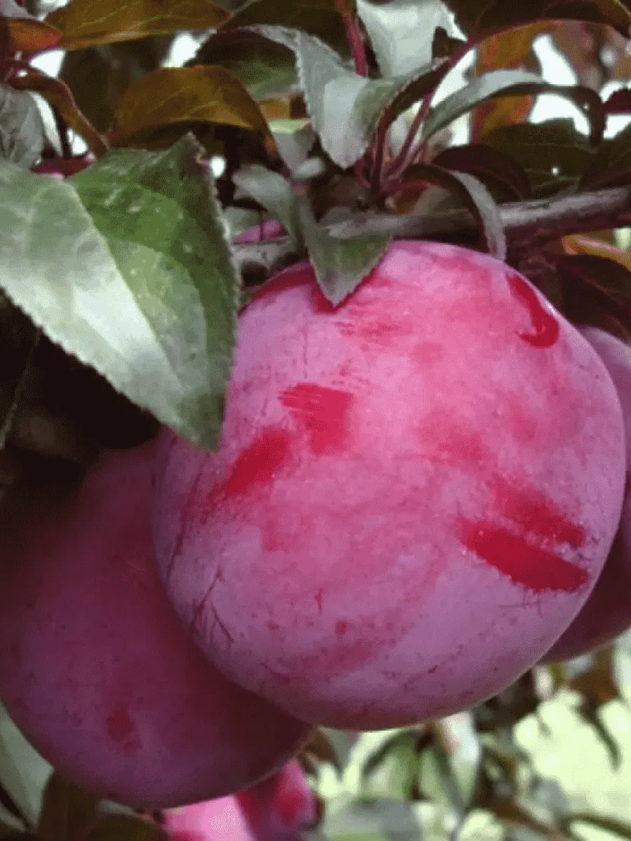 Слива домашняя Орловская Мечта Слива домашняя Орловская Мечта