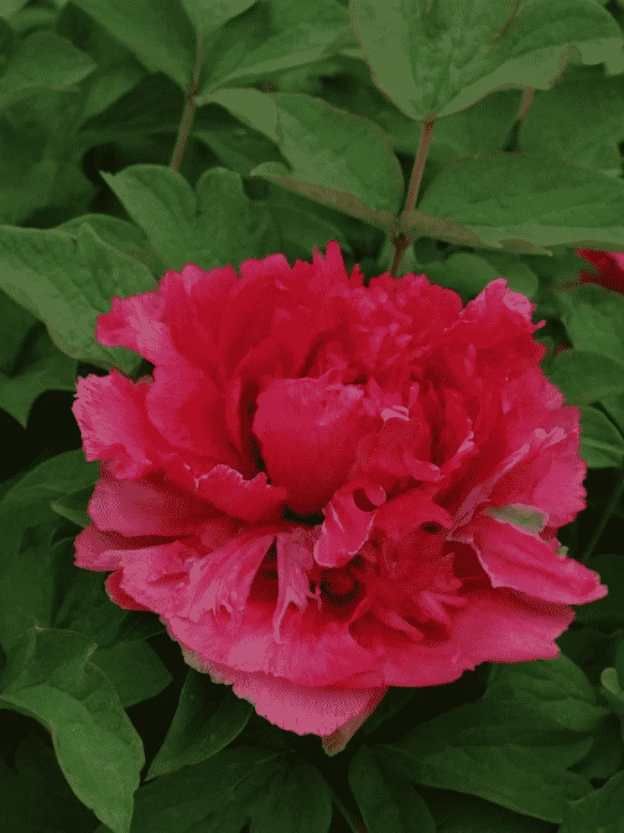 Пион древовидный Burning Colors