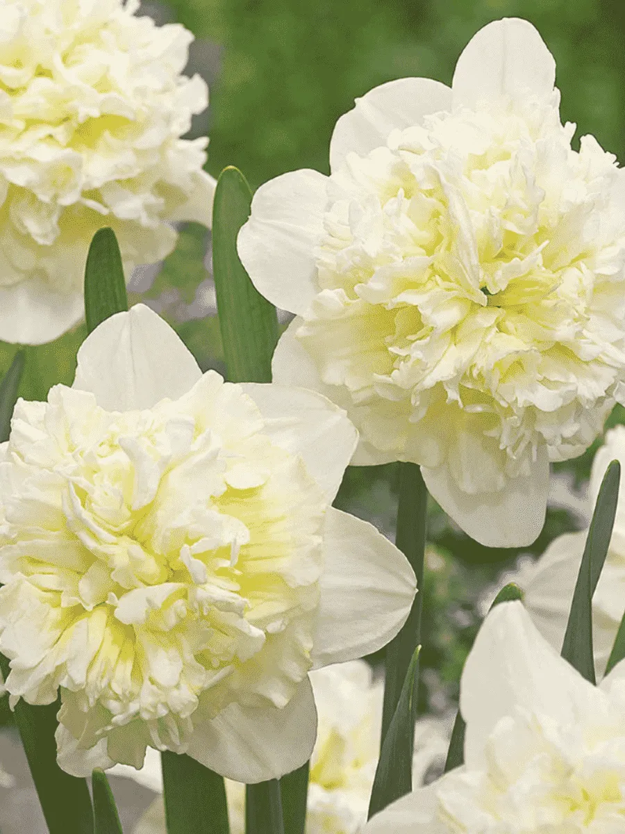 Нарцисс Ice King