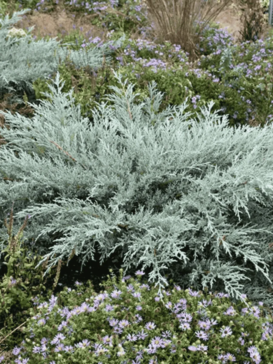 Можжевельник виргинский Grey Owl Можжевельник виргинский Grey Owl
