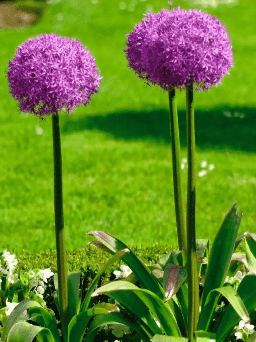 Лук декоративный Giganteum Лук декоративный Giganteum