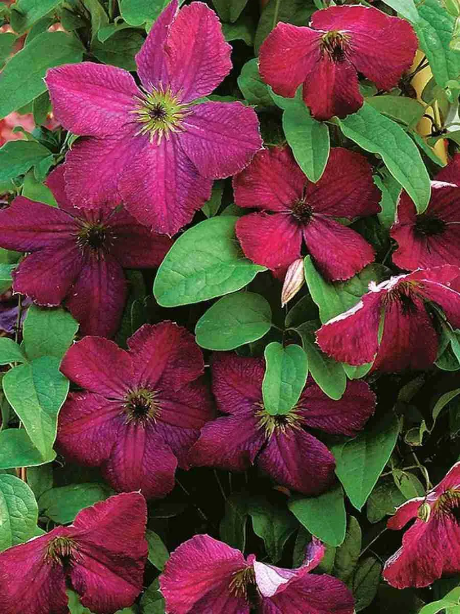 Клематис гибридный Carmencita