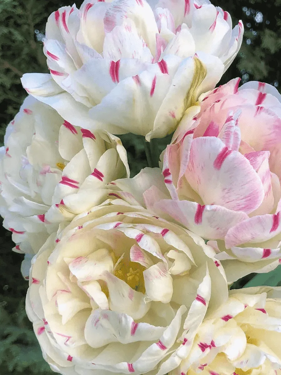 Тюльпан Махровый Dance Line