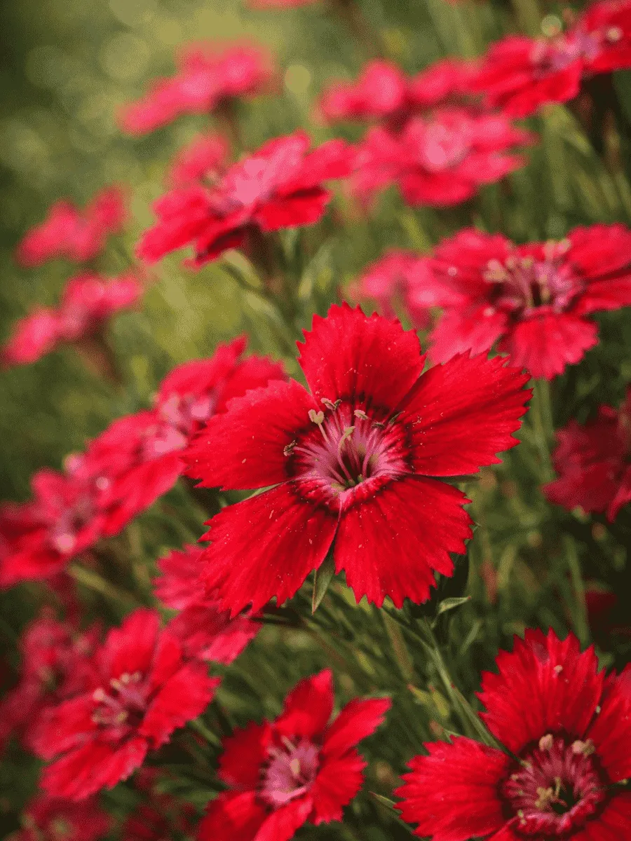 Гвоздика травянка Cherry Red