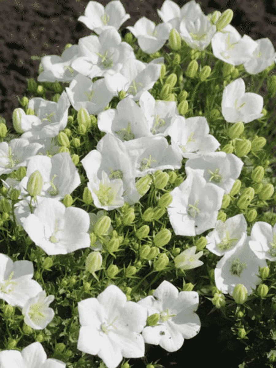 Колокольчик  карпатский Pearl White