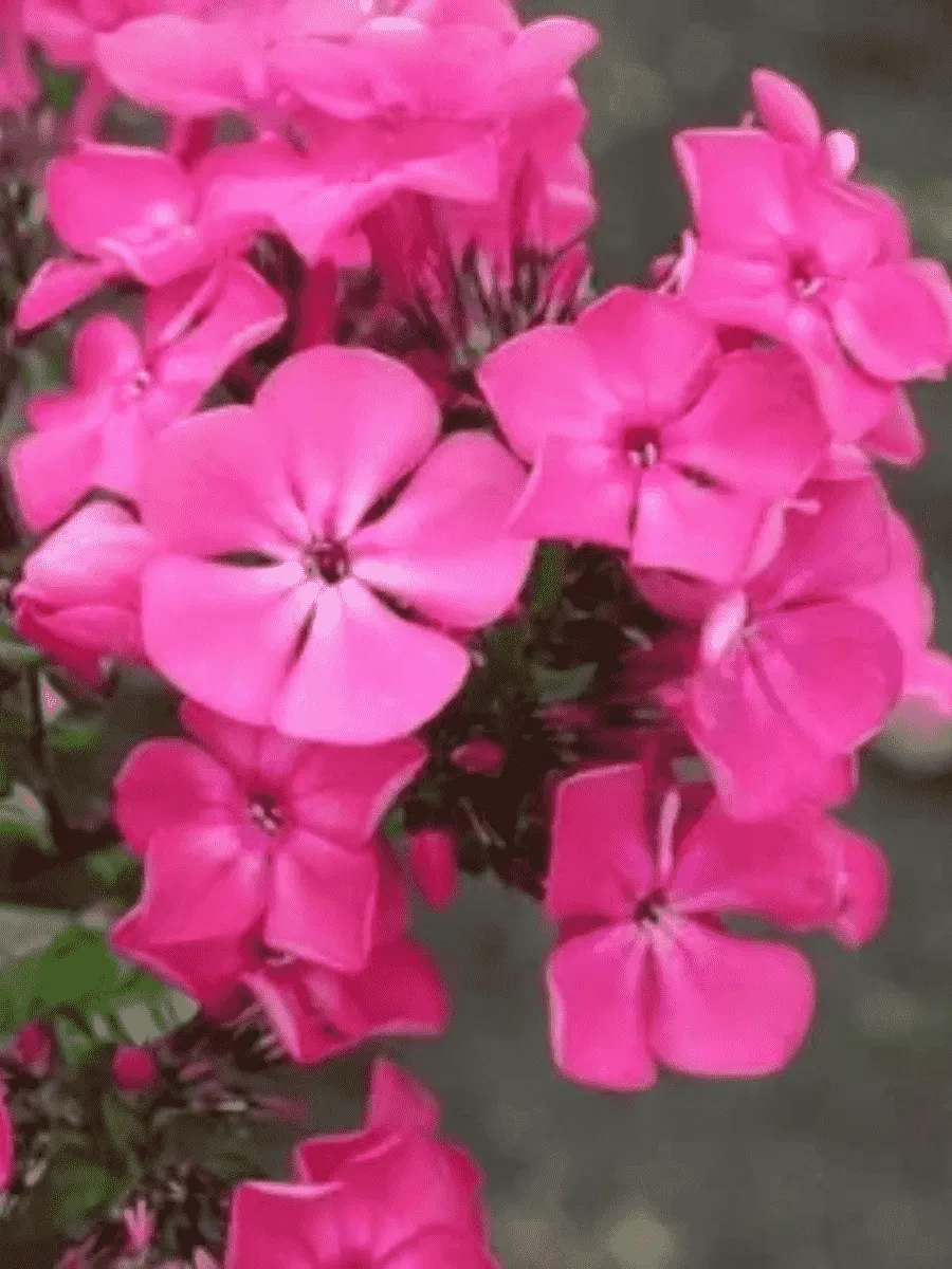 Флокс метельчатый Цыганская Венгерка