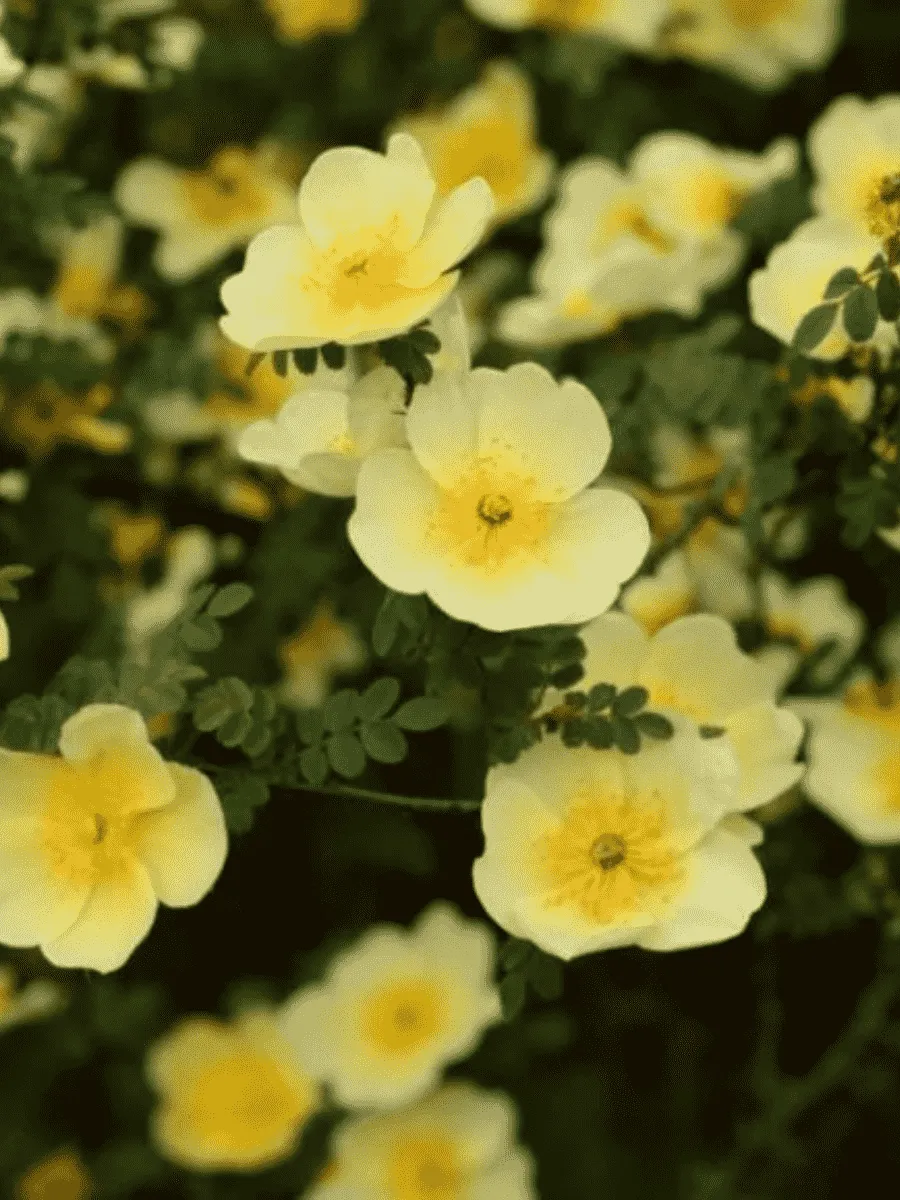 Лапчатка кустарниковая Primrose Beauty