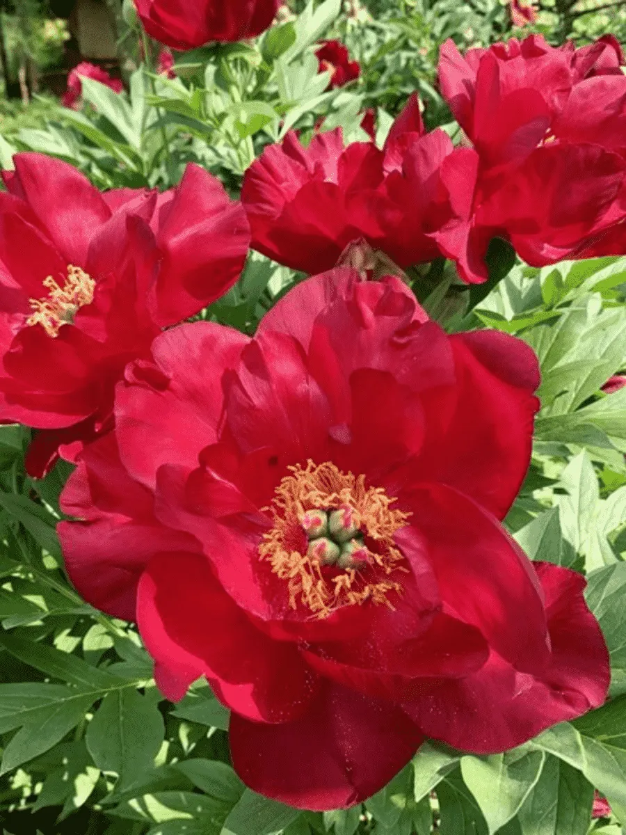 Пион ИТО Scarlet Heaven