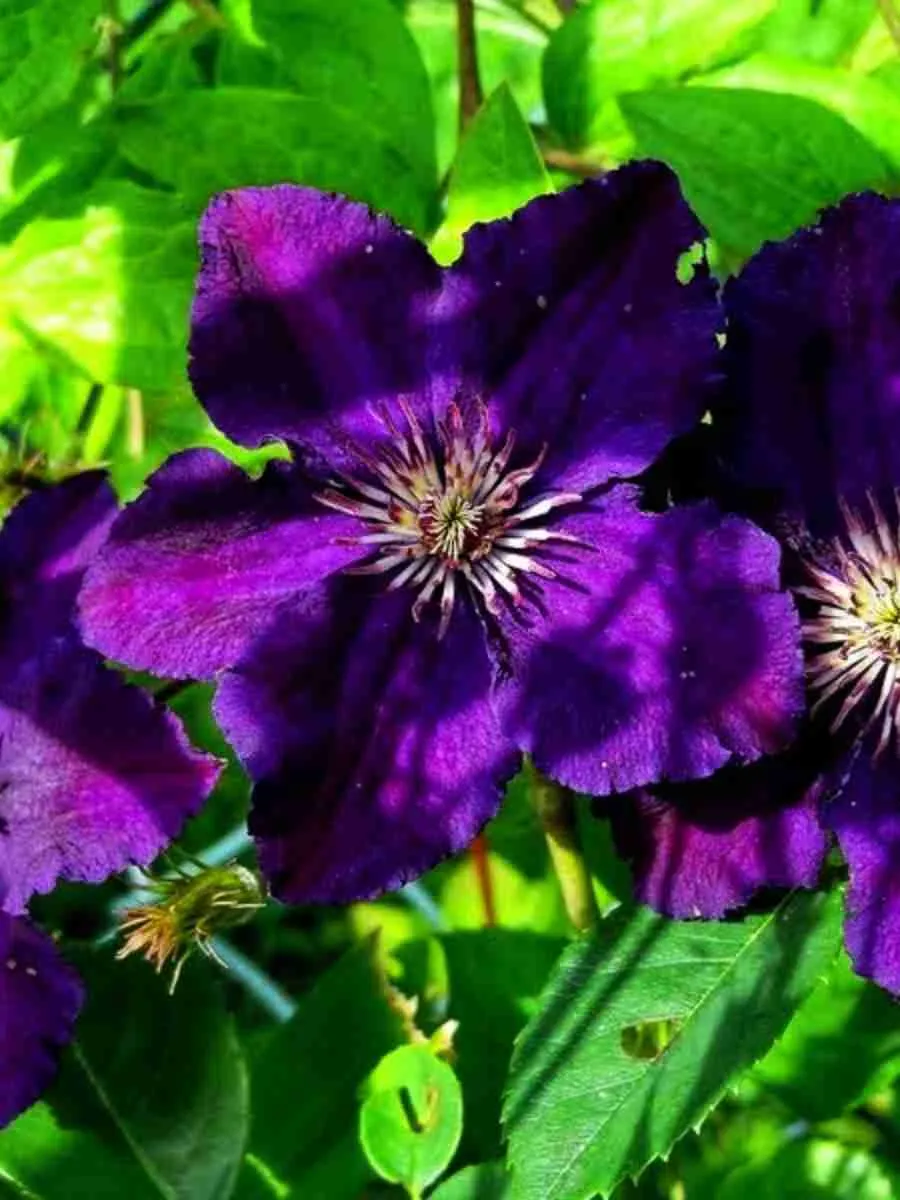 Клематис Rasputin