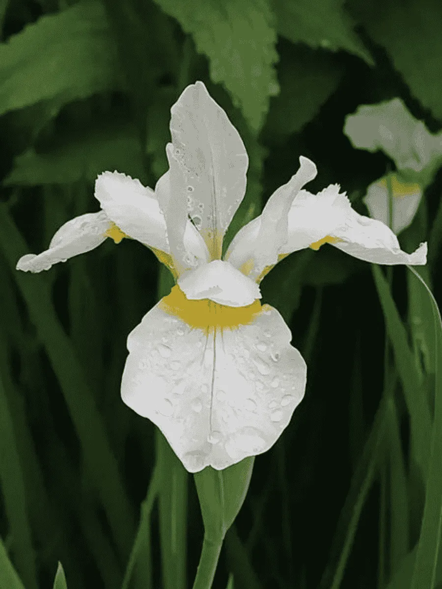 Ирис сибирский Snow Queen