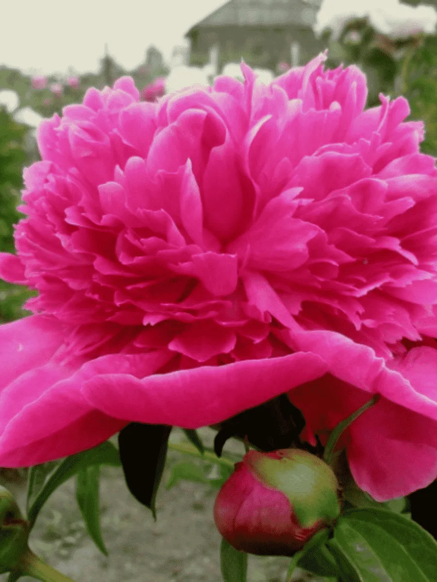 Пион Молочноцветковый General Mac Mahon