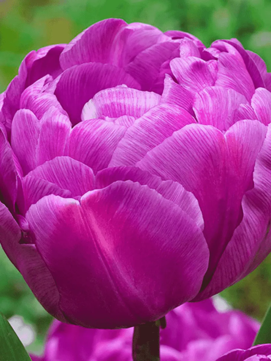 Тюльпан Purple Peony