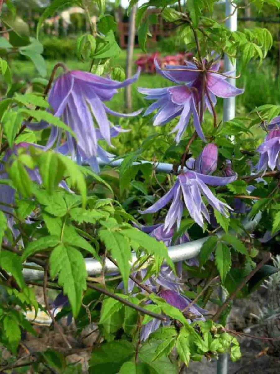 Клематис гибридный Cecile