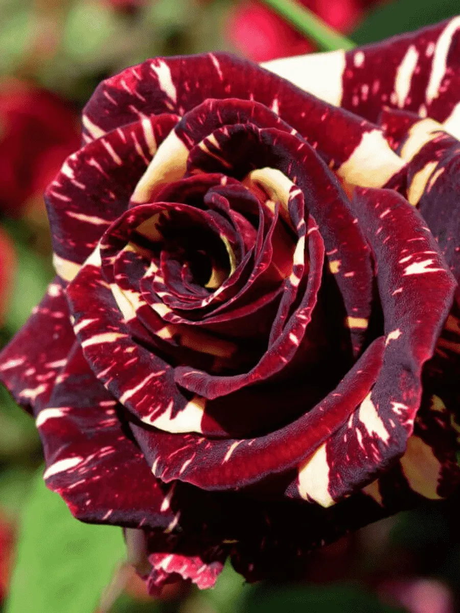 Роза чайно-гибридная Abracadabra