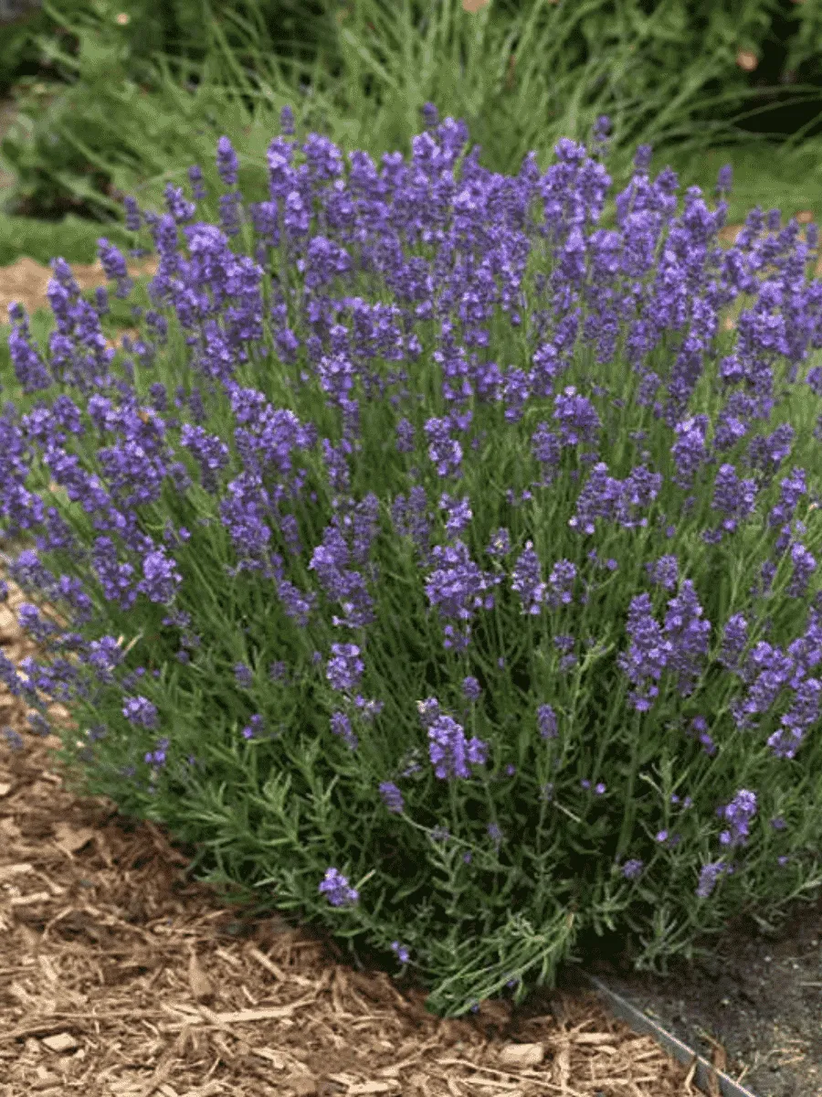 Лаванда узколистная Hidcote Лаванда узколистная Hidcote