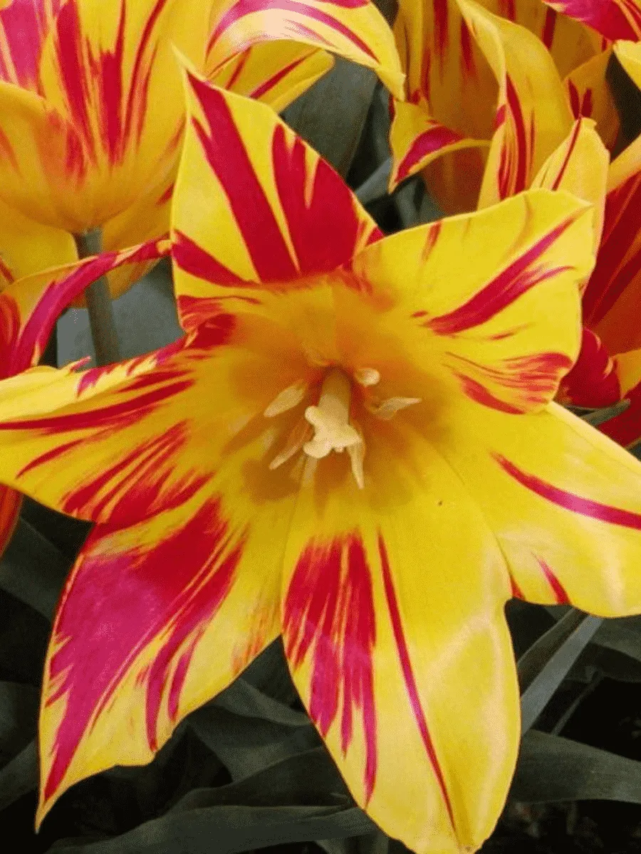 Тюльпан Flaming Bayside