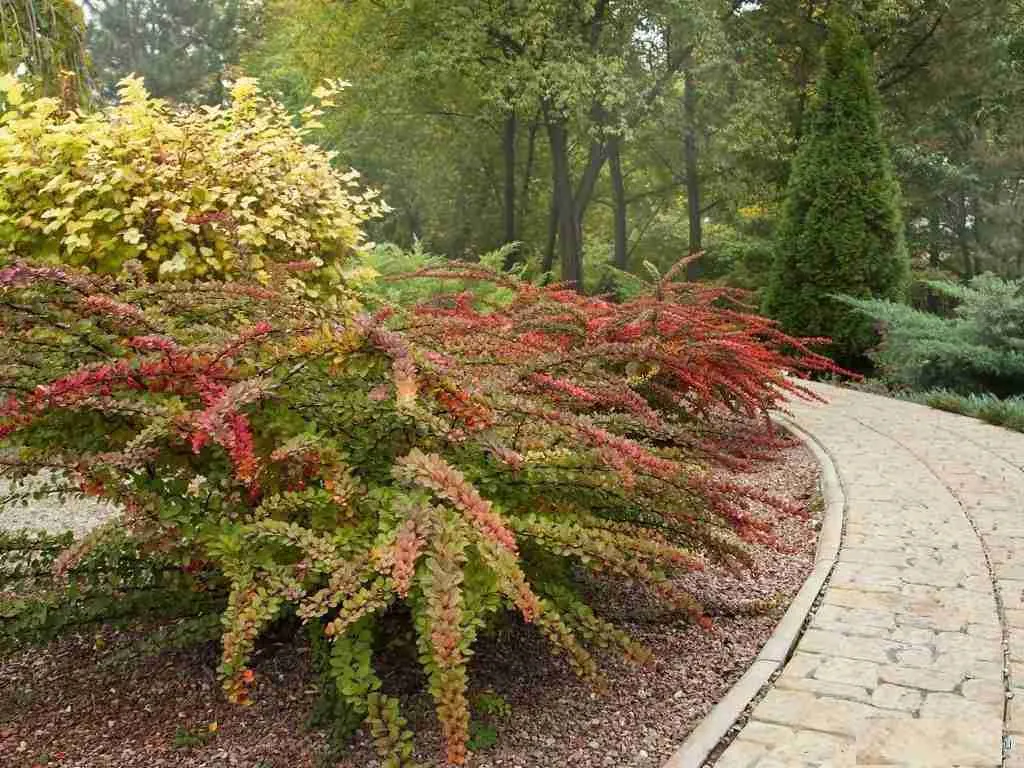 Барбарис в саду