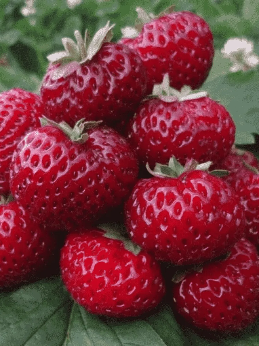 Земляника садовая Мице Шиндлер