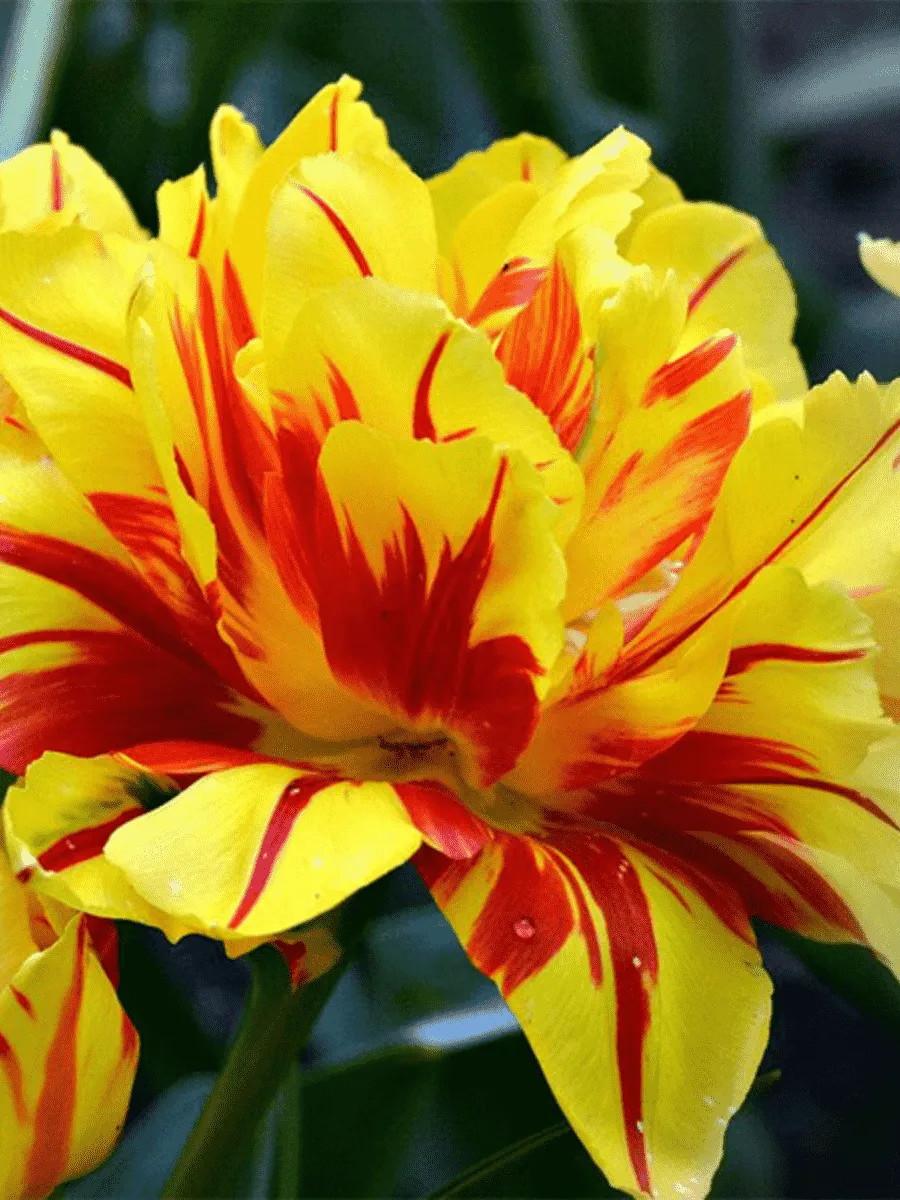 Тюльпан Махровый Monsella