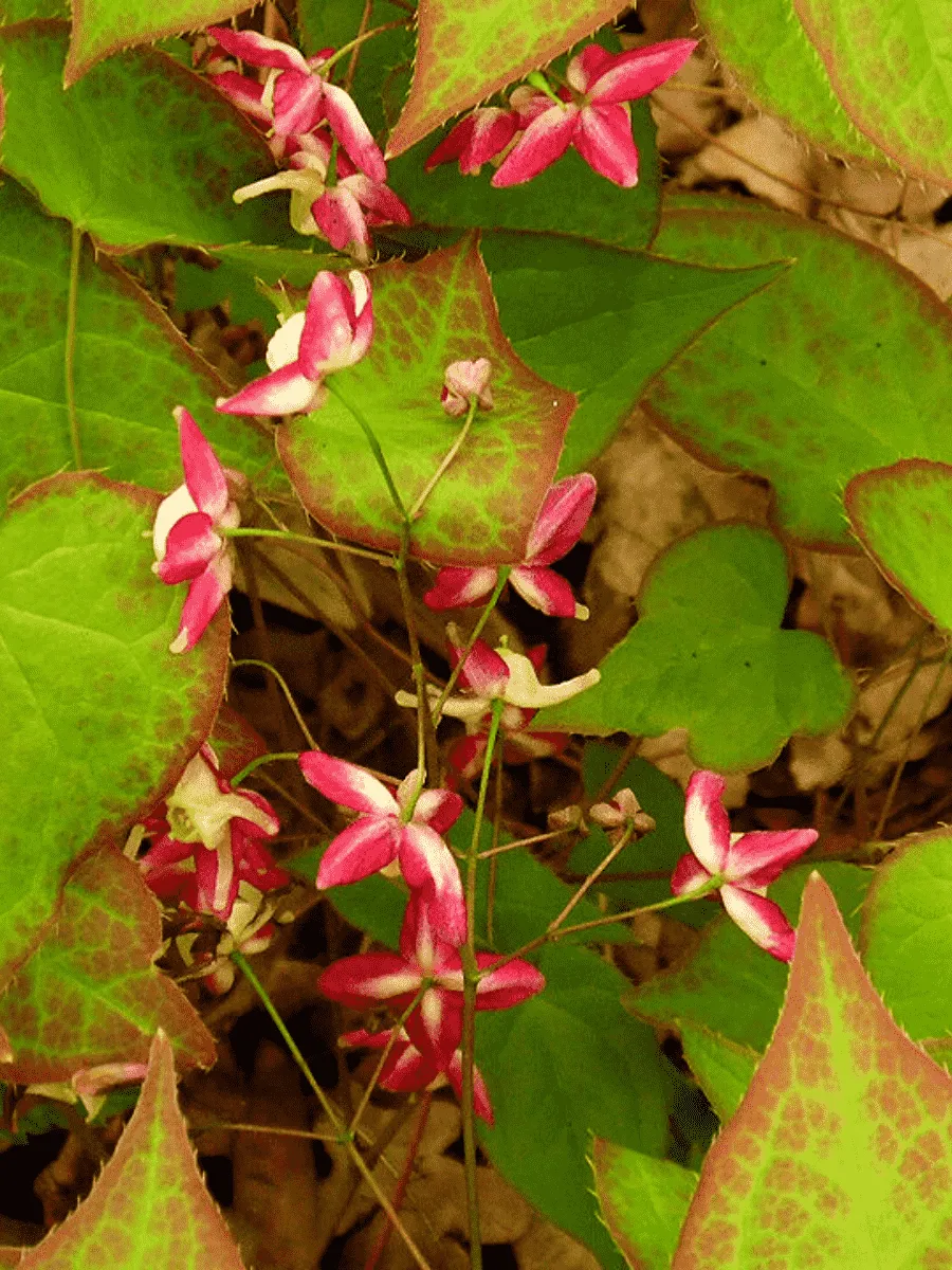 Горянка красная