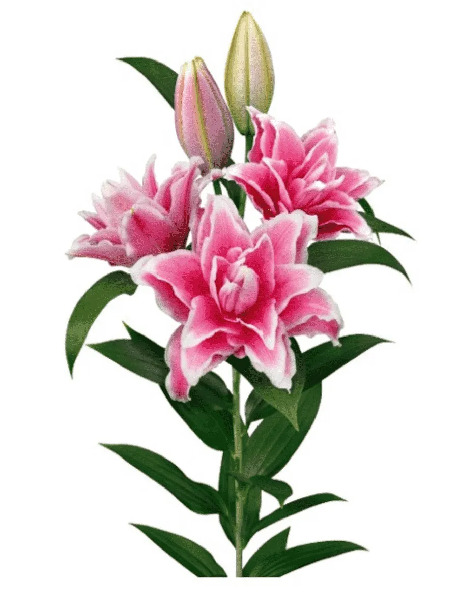 Лилия Roselily Bianca Лилия Roselily Bianca