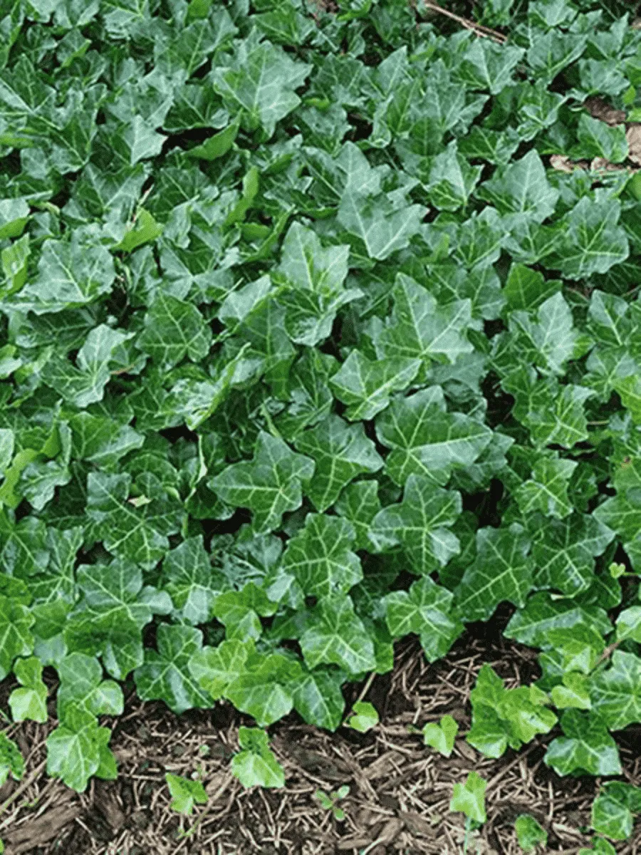 Плющ обыкновенный Thorndale