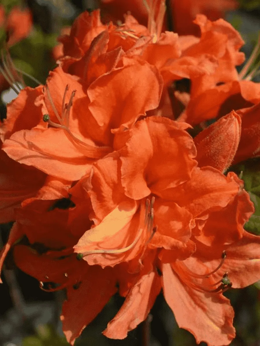 Азалия крупноцветковая Mandarin Lights Азалия крупноцветковая Mandarin Lights