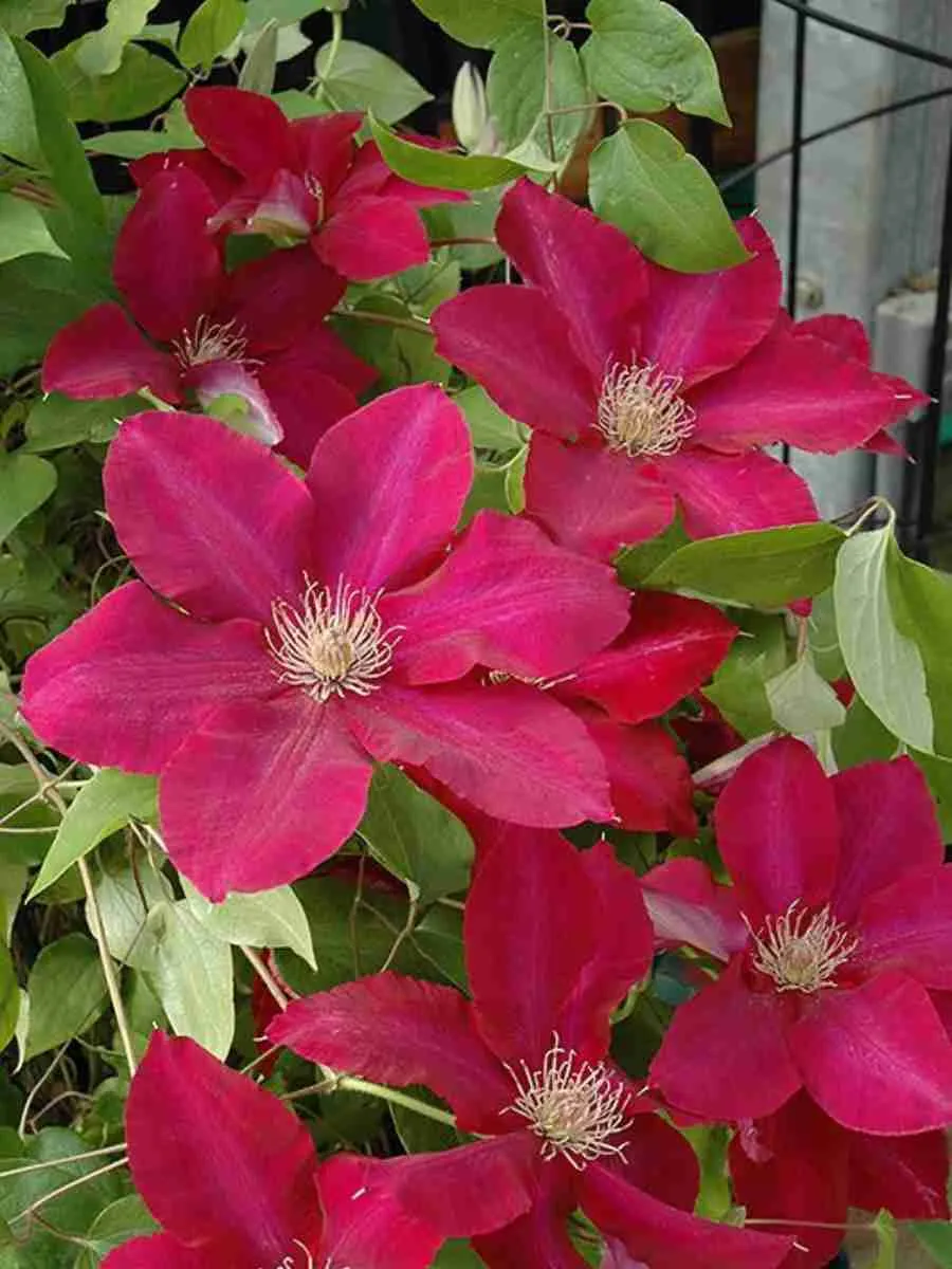 Клематис гибридный Hoshi no Flamenco