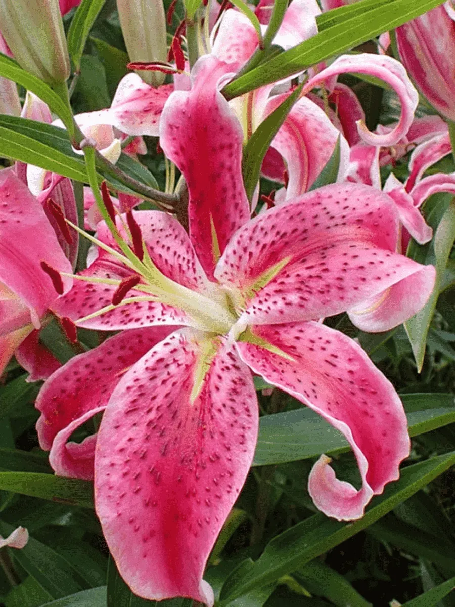 Лилия Mero Star