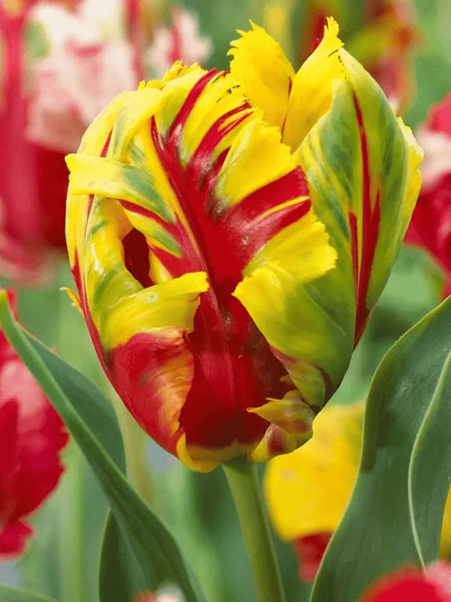 Тюльпан попугайный Texas Flame