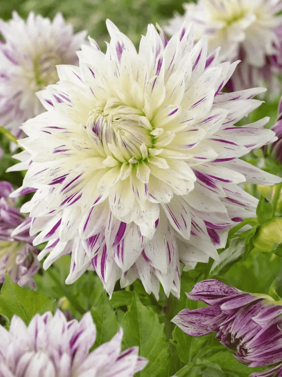 Георгина Akita's Striped