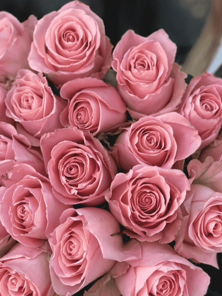 Роза чайно-гибридная Hermosa