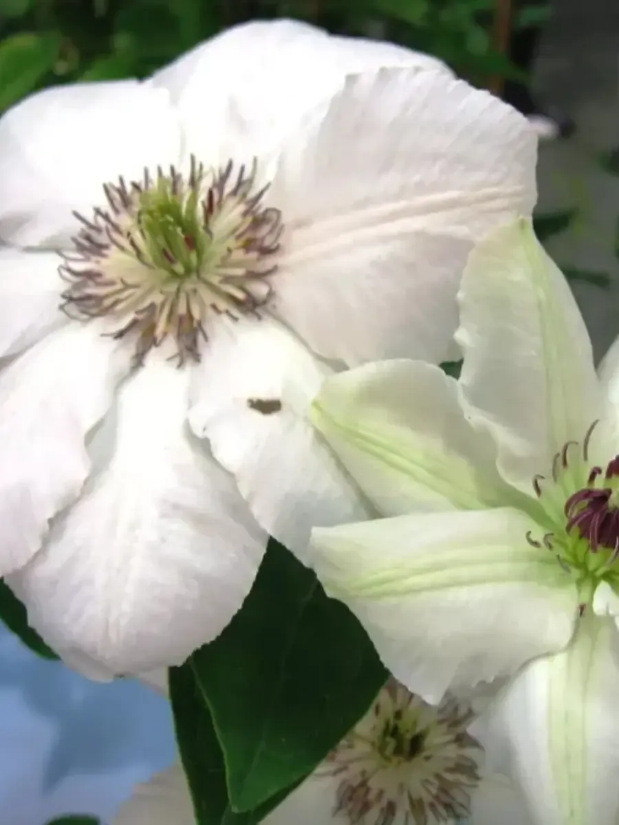 Клематис гибридный Królowa Jadwiga