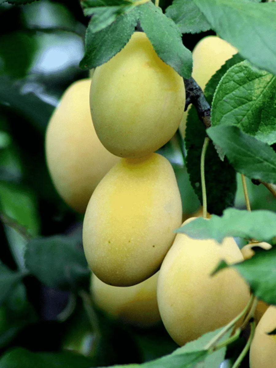 Слива домашняя Очаковская желтая Слива домашняя Очаковская желтая