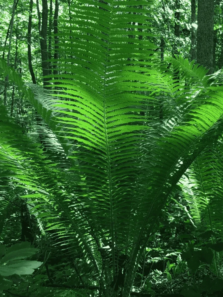 Страусник восточный