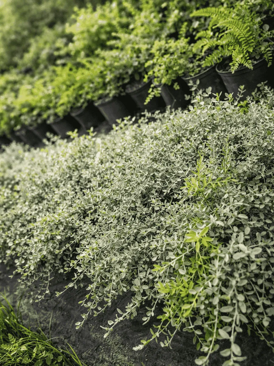 Ива ползучая Green Carpet