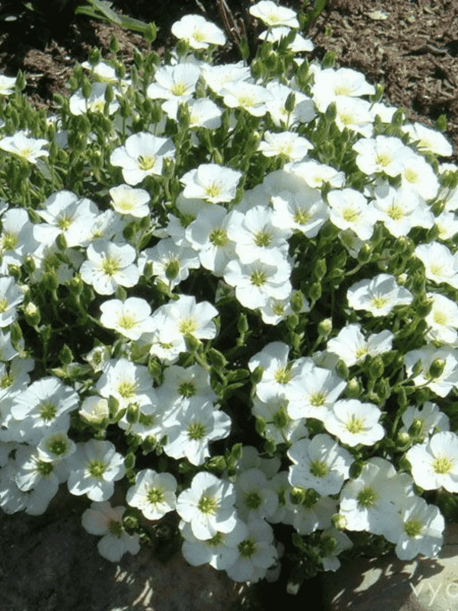 Песчанка горная Близзард