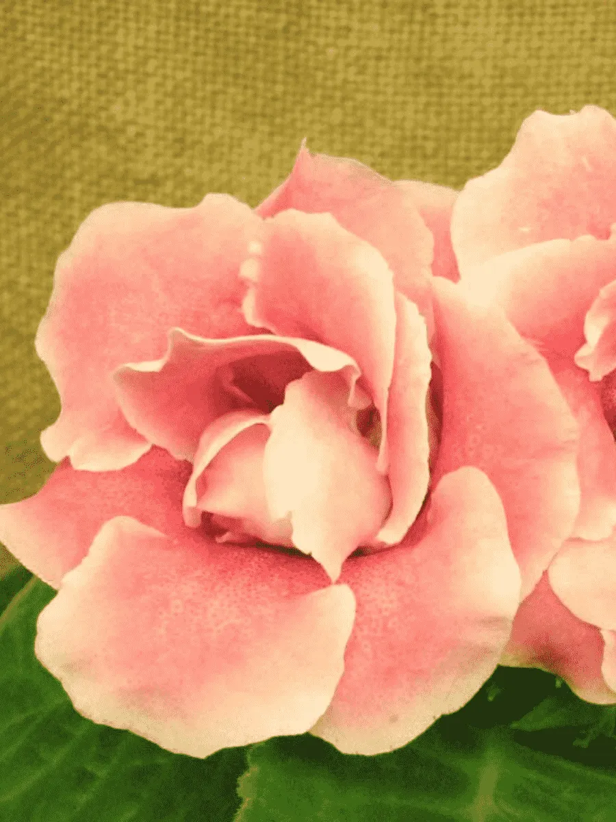 Глоксиния  Avanti Peach Rose