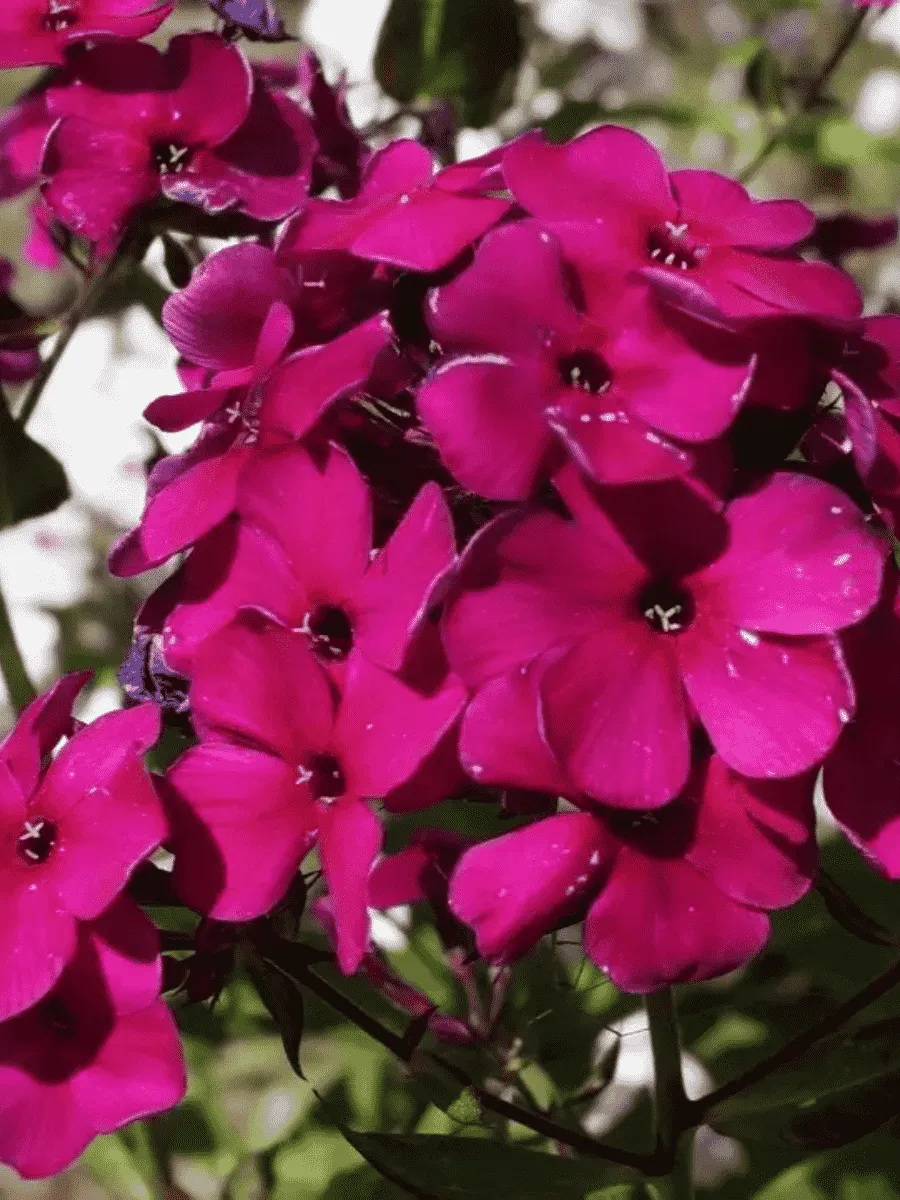 Флокс метельчатый Adessa Special Deep Purple