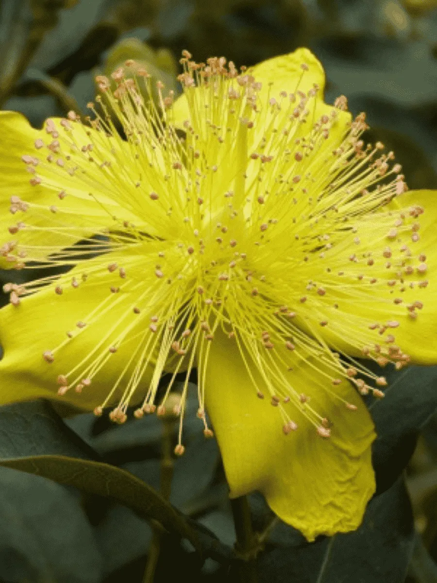 Зверобой кустарниковый Rose of Sharon