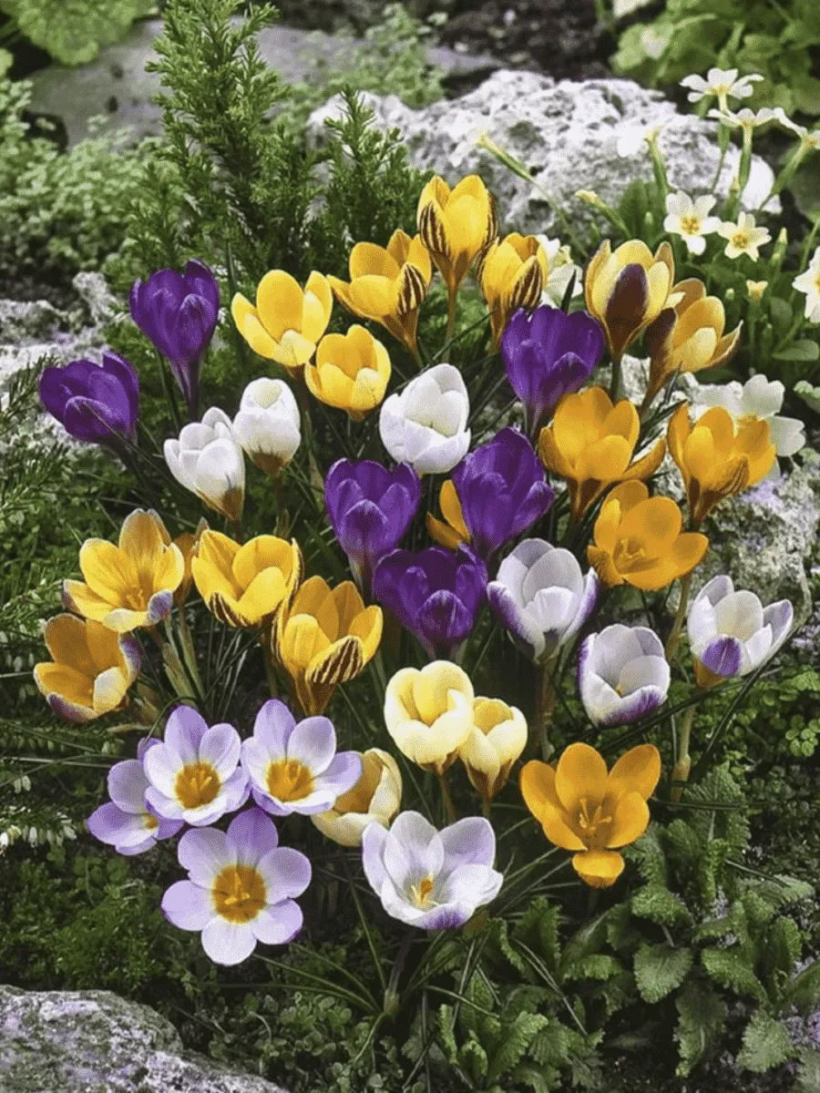 Крокус смесь