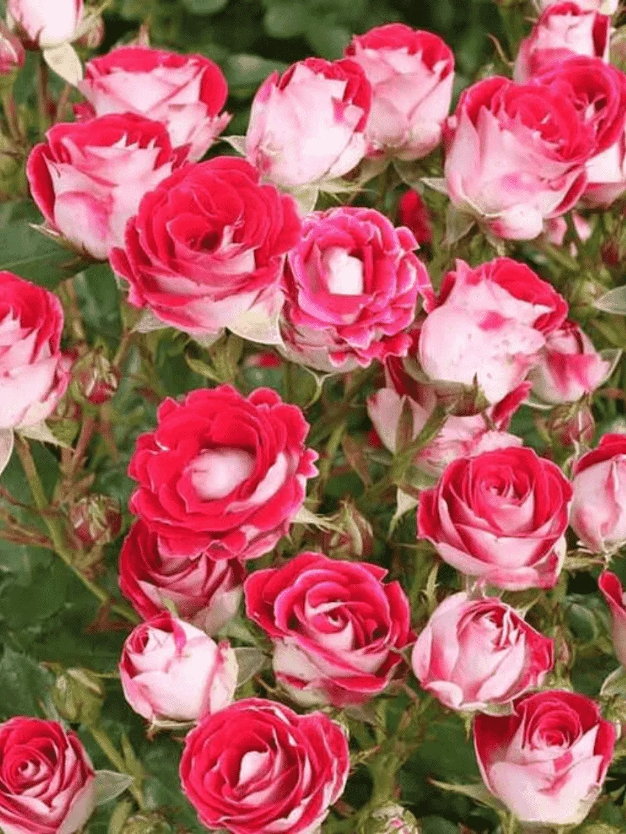 Роза Флорибунда All Star