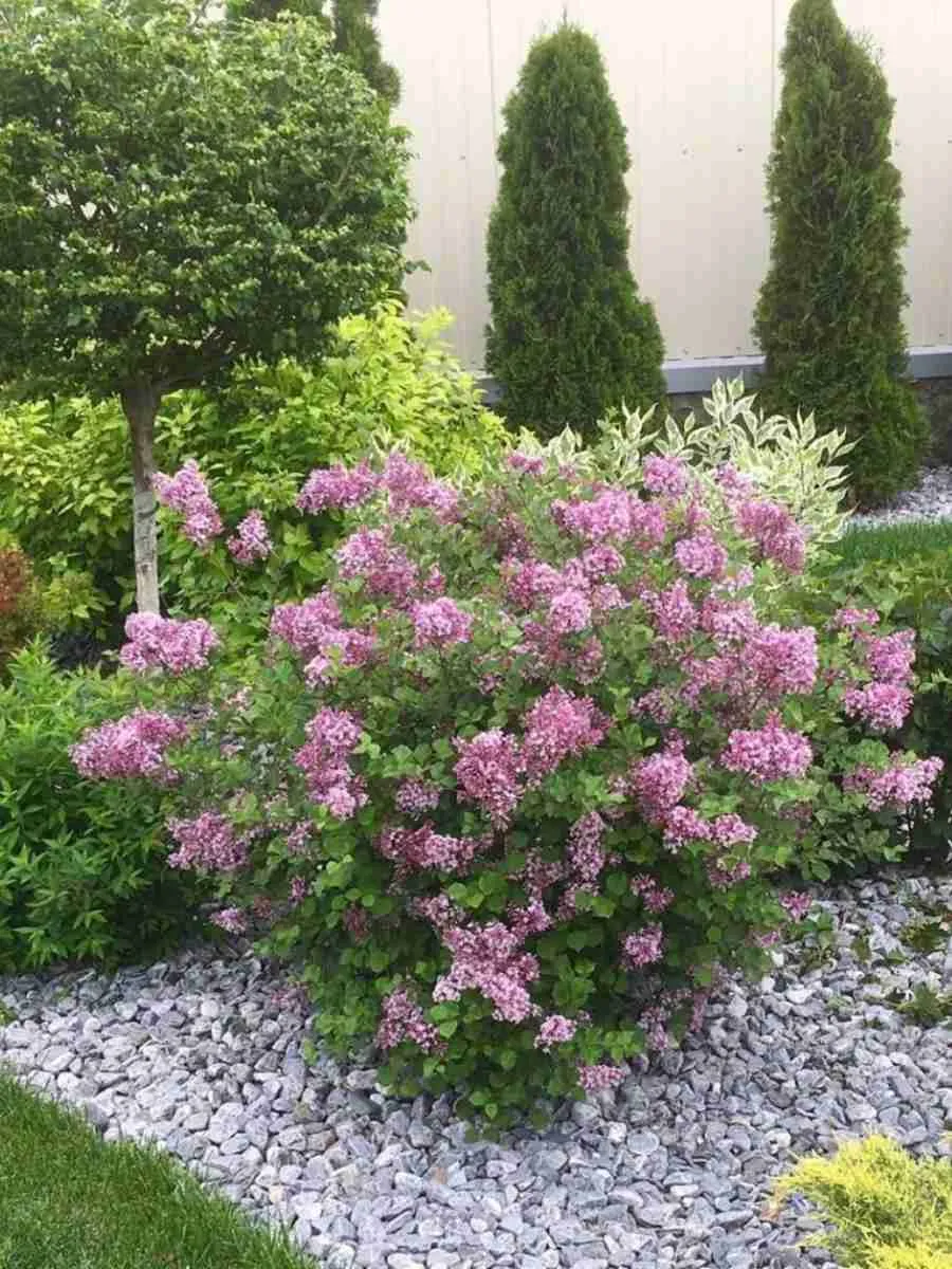 Сирень мейера Palibin