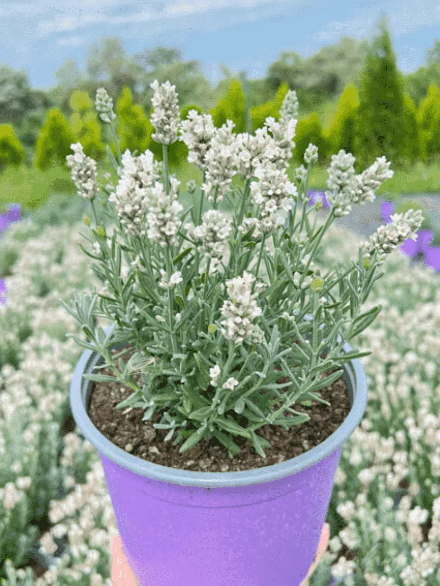 Лаванда  White Scent Compact Лаванда  White Scent Compact